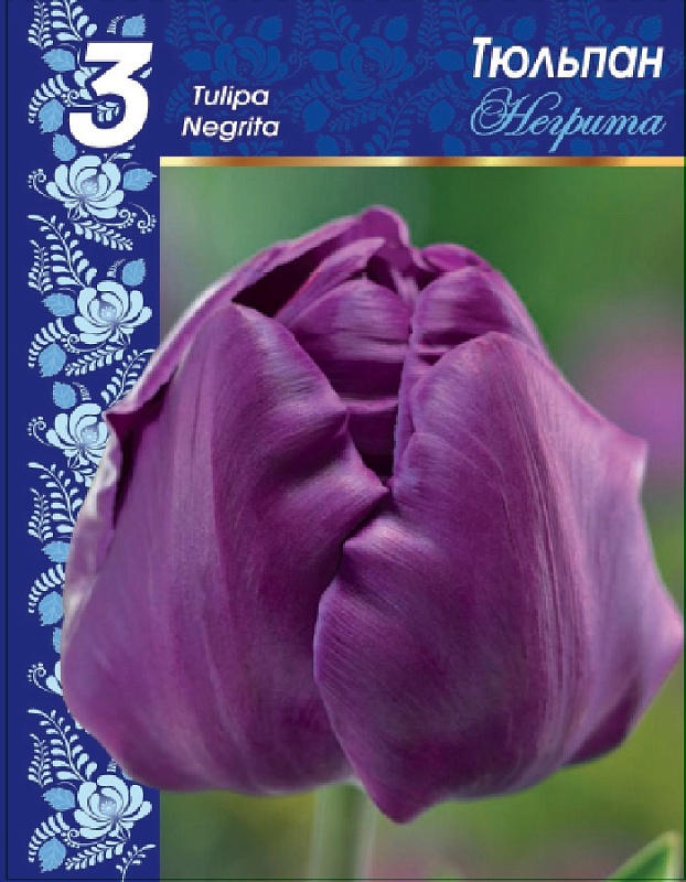 Тюльпан Негрита